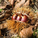 【常温】どら焼き 和栗入り大納言15個入り｜どら焼き｜和洋菓子 松右衛門 - スイーツモール