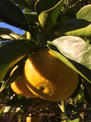 【常温】ニューサマーオレンジのジュレ 380ｇ | ゼリー | 甘味しるこや 悠遊庵 | ニューサマーオレンジゼリー・オレンジスイーツ - スイーツモール