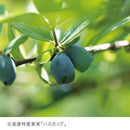 【冷蔵】ハスカップジュエリー | クッキー | 株式会社もりもと | ハスカップ お菓子・もりもと お菓子 - スイーツモール