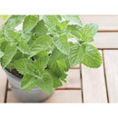 【常温】柿渋飴ミント | 飴 | 京都華小路 - スイーツモール