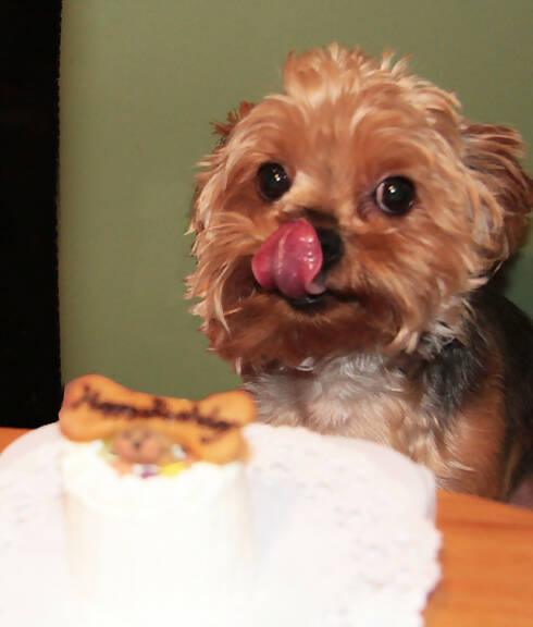 【冷凍】 犬 クッキー付きハッピーミート お肉のケーキ | ケーキ | はなとしっぽ | 犬用ケーキ オーダー・犬用ケーキ 販売店 - スイーツモール