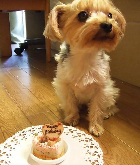 【冷凍】犬用 ハッピーLOVEフード お魚のケーキ | ケーキ | はなとしっぽ - スイーツモール